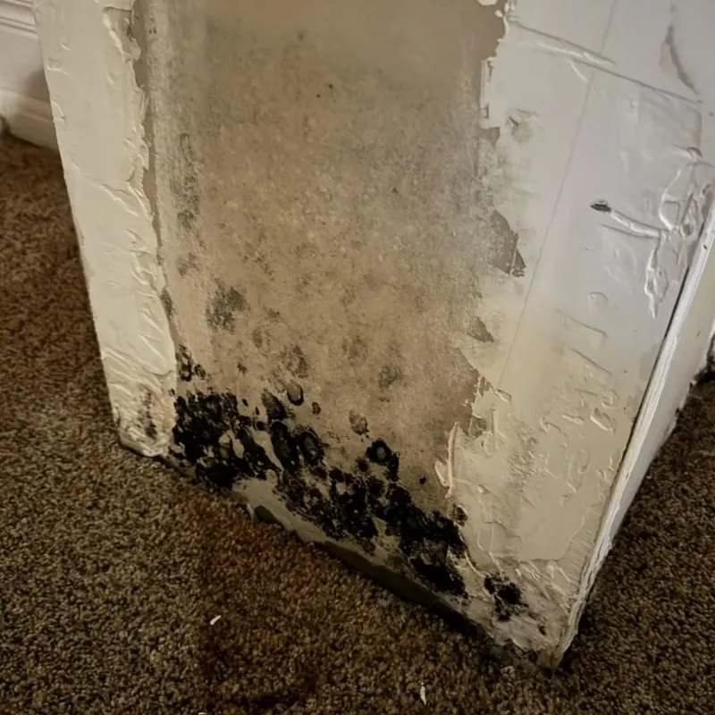 Professional Mold Removal in Madison County, AR